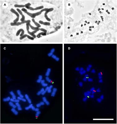 Chromosome Evolution in the Family Solanaceae